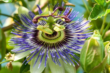 Flore méditerranéenne