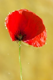 Coquelicot