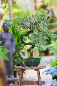 Bonsai Center