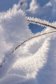 Cristaux de neige