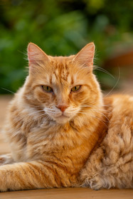 Chat
