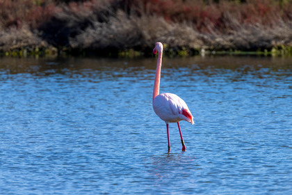 Flamant rose