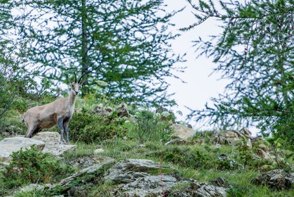 Chamois