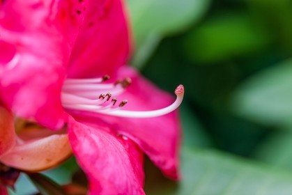 Hibiscus, Hibiscus syriacus