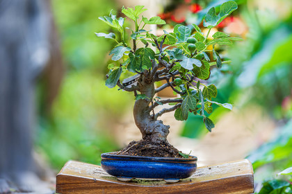 Bonsai Center