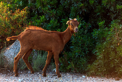 Faune corse