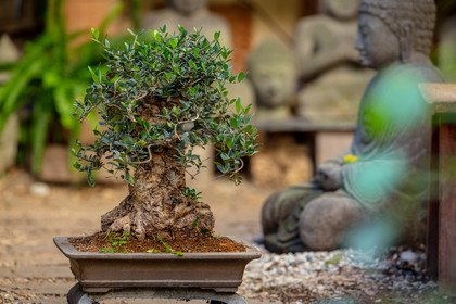 Bonsai
