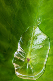 Flore méditerranéenne