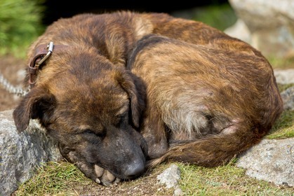 Chien corse