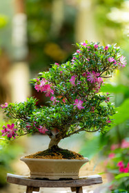Bonsai Center