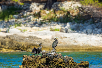 Cormoran huppé immature, Phalacrocorax aristotelis