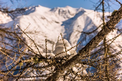 Auron