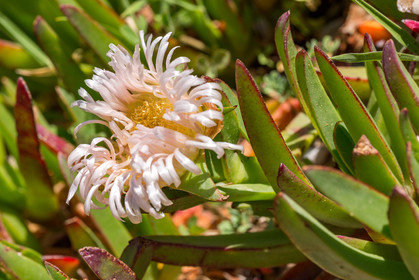 Flore Méditerranéenne