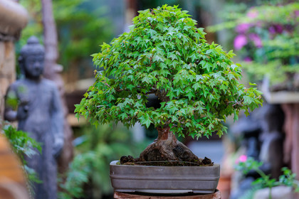 Bonsai