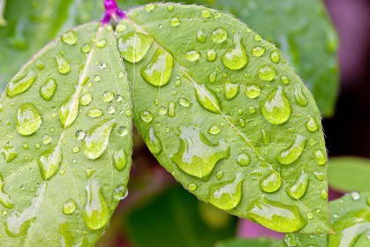 Chèvrefeuille, Lonicera