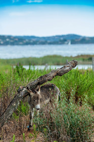 Faune corse