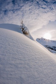 Auron