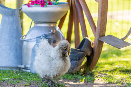 La Ferme d'Idéfix