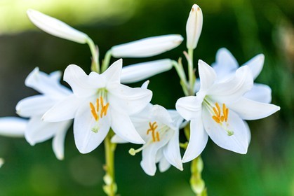 Flore Méditerranéenne