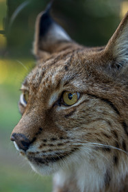 Parc animalier de la Barben