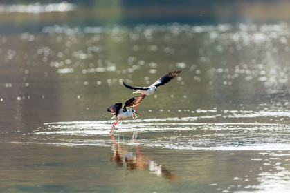 Salins d'Hyères