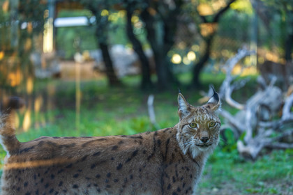 Parc animalier de la Barben