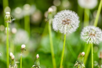 Pissenlit dit Taraxacum