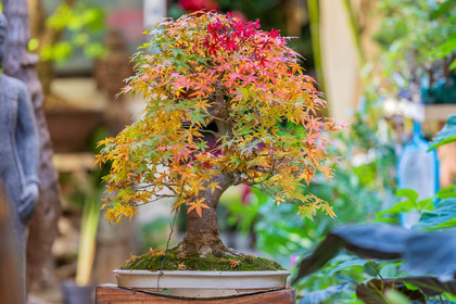 Bonsai Center