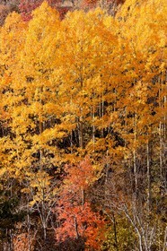 Saint-Etienne-de-Tinée