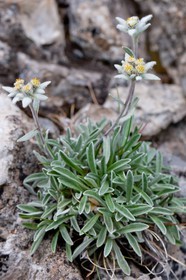 Edelweiss, Leontopodium Alpinus