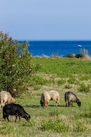 Faune corse