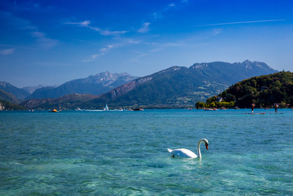 Cygne sur le Lac d'Annecy