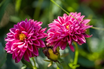 Flore Méditerranéenne