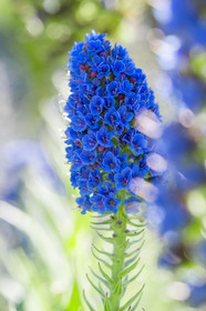 Flore Méditerranéenne