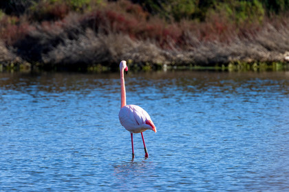Flamant rose