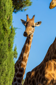 Parc animalier de la Barben