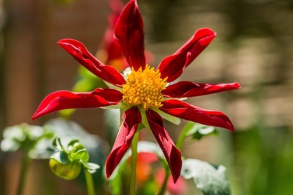 Flore Méditerranéenne