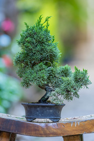 Bonsai
