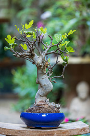 Bonsai