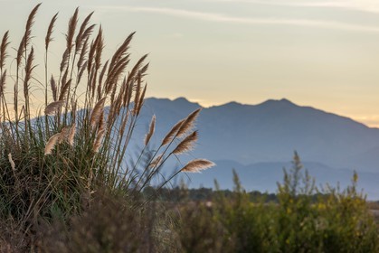 Canet-en-Roussillon