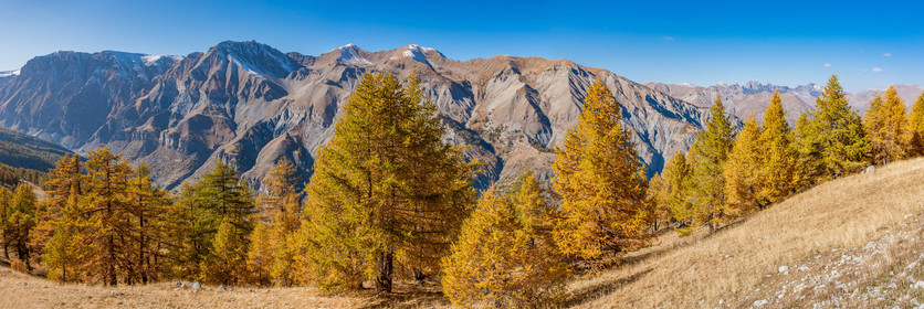 Auron