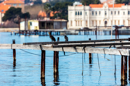 Cormoran