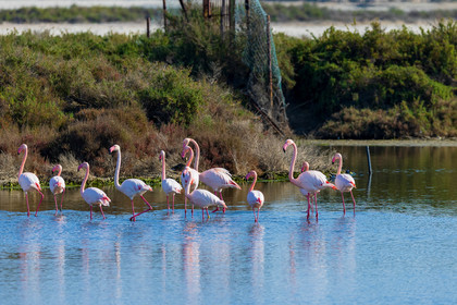 Flamant rose