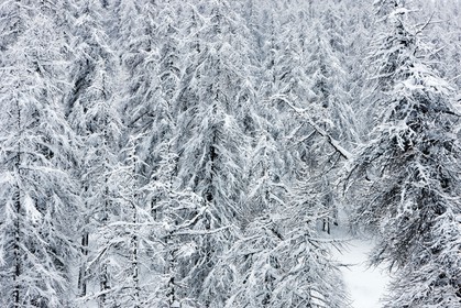 Forêt enneigée