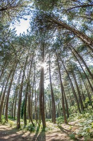 Forêt de l'Ospédale