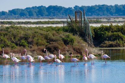 Flamant rose