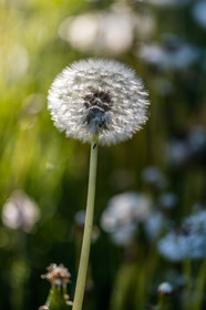 Pissenlit dit Taraxacum