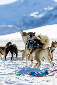 Chien de traineau