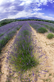 Lavande, Lavandula
