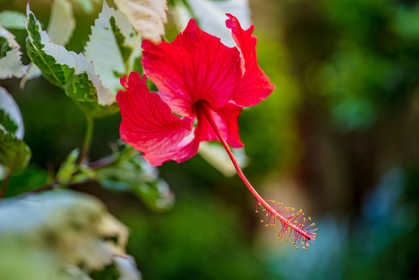 Flore
